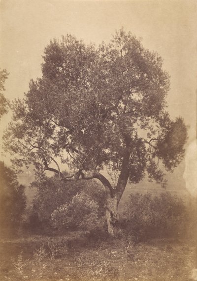 Oak Tree by Sir Coutts Lindsay